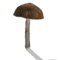 Mushroom – 00017 3D Model