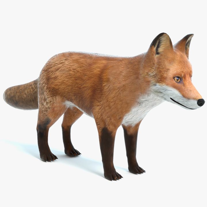 Fox 3D Model