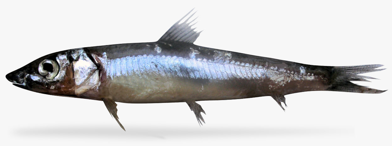 Pacific Argentine 3D Model