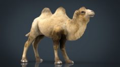Bactrian camel 3D Model