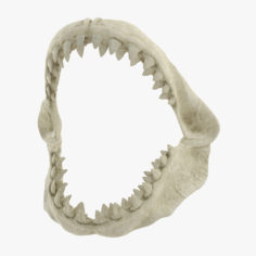 3D Great White Shark Jaw Bone 3D Model