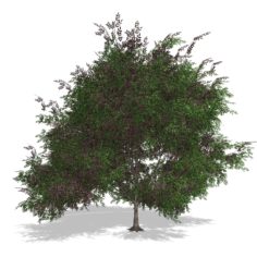 3D Tree – 00018 3D Model