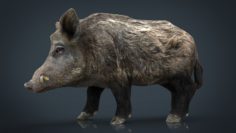3D Wild Boar 3D Model