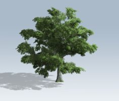 Tree – White Oak 3D Model