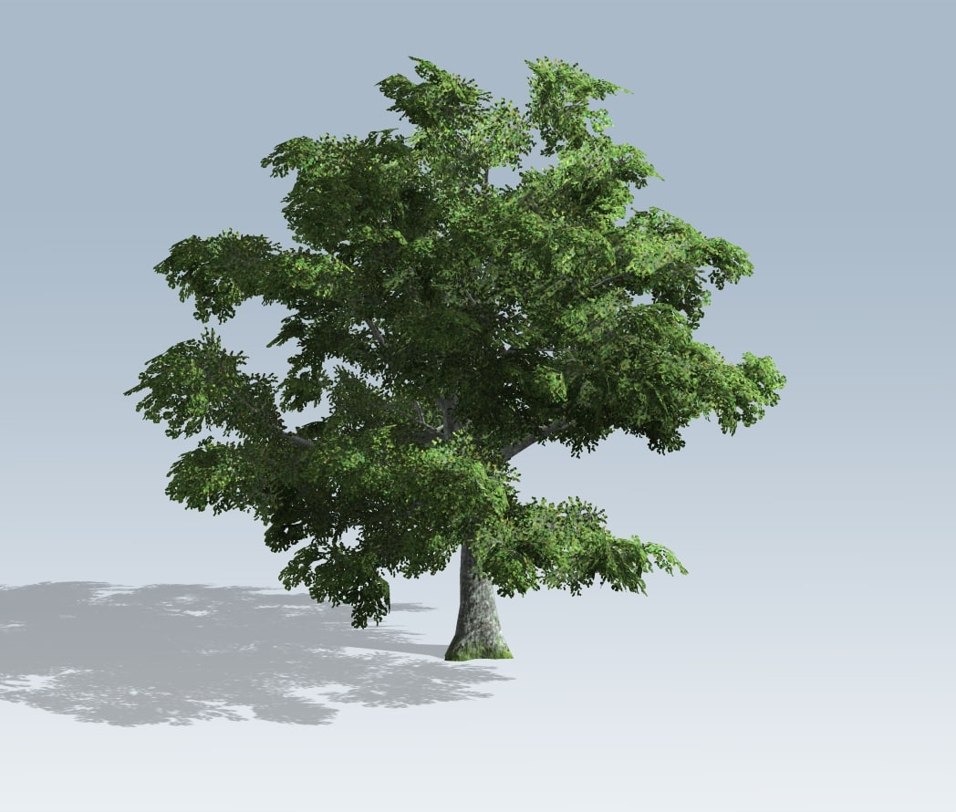 Tree – White Oak 3D Model