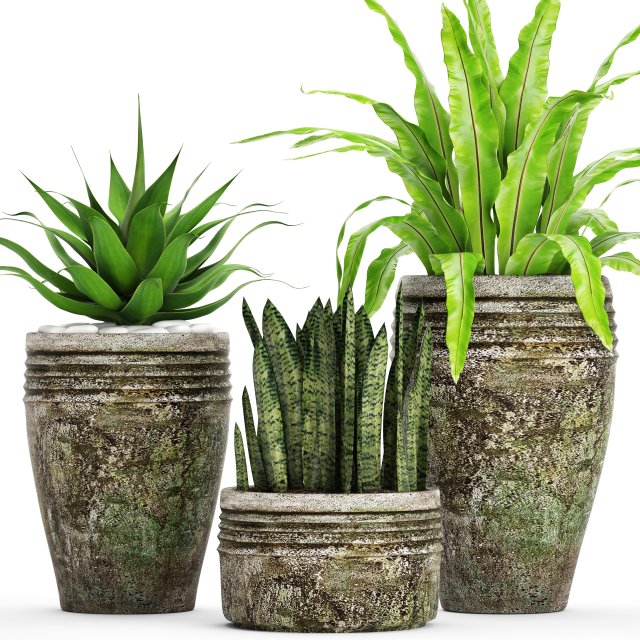 Plants collection pot 3D Model