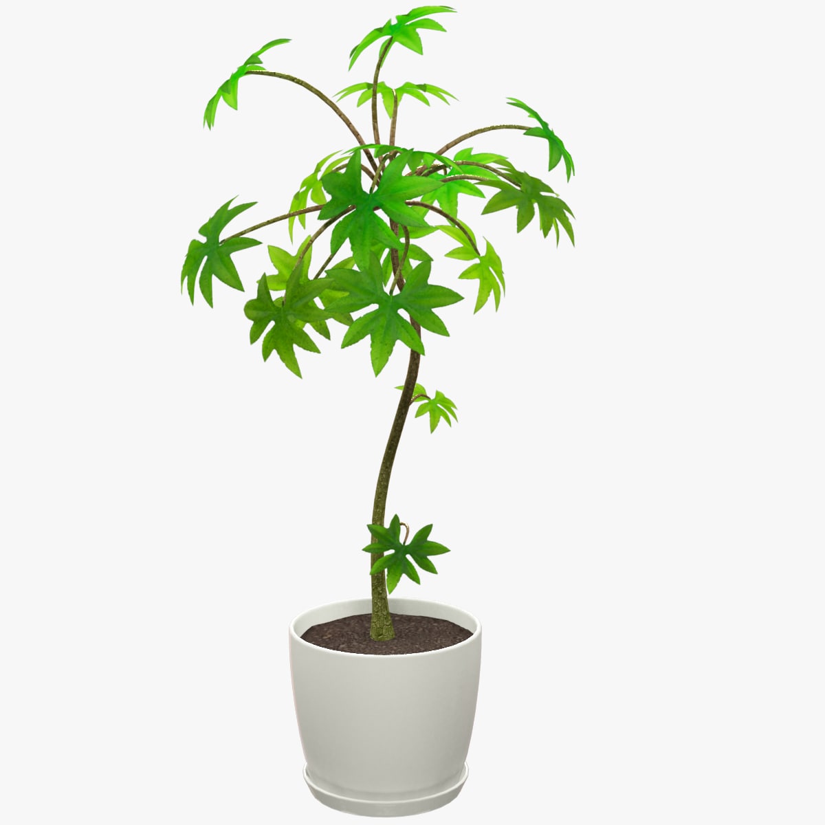 Small Tree in White Pot 3D Model