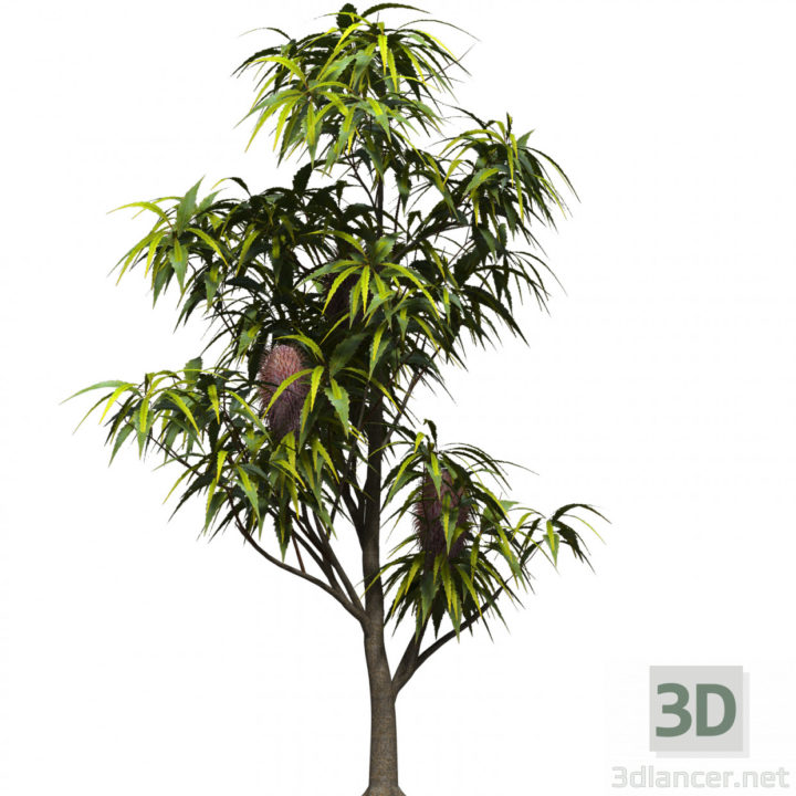 3D-Model 
Banksia pilchataya
