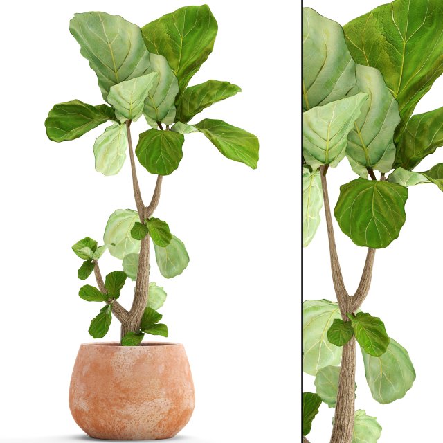 Ficus Lyrata Trees 3D Model