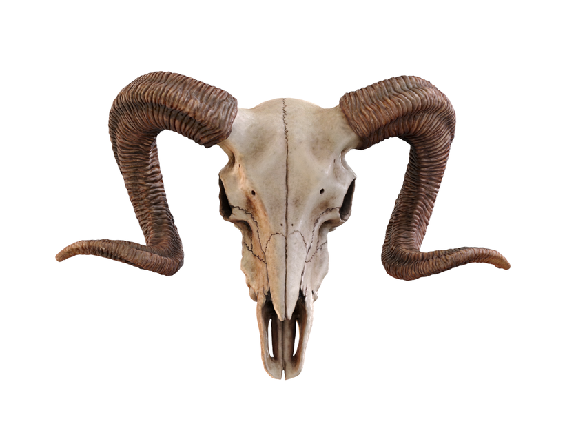 Ram Skull 3D Model