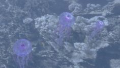 3 Jellyfish 3D Model