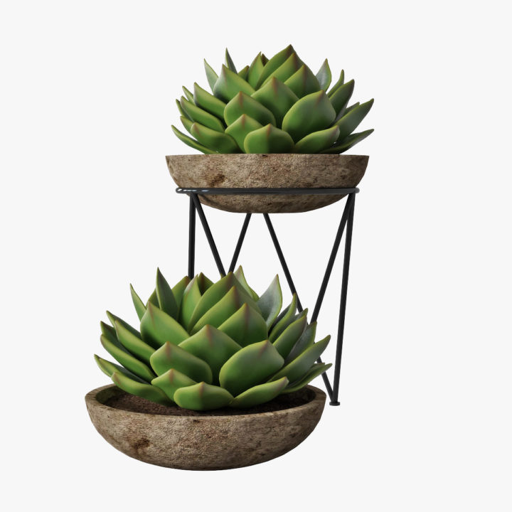 succulent 01 3D Model