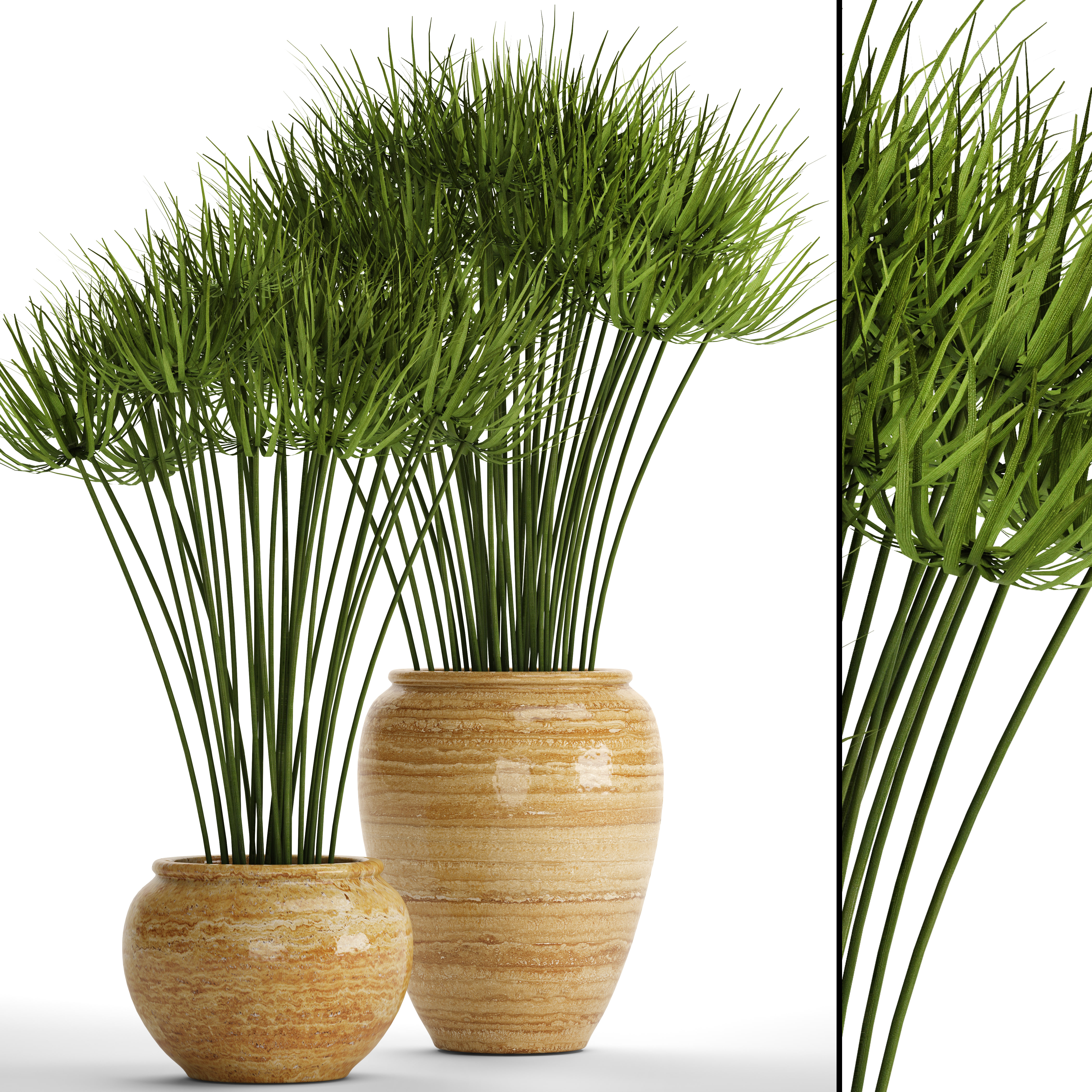 Cyperus alternifolius 3D model 3D Model