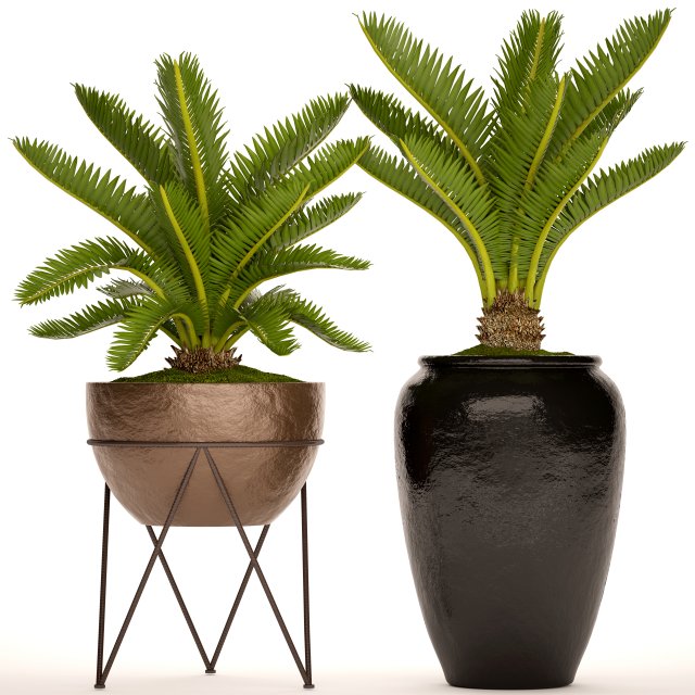 Cycas palm tree 3D Model