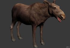 Moose Cow 3D Model