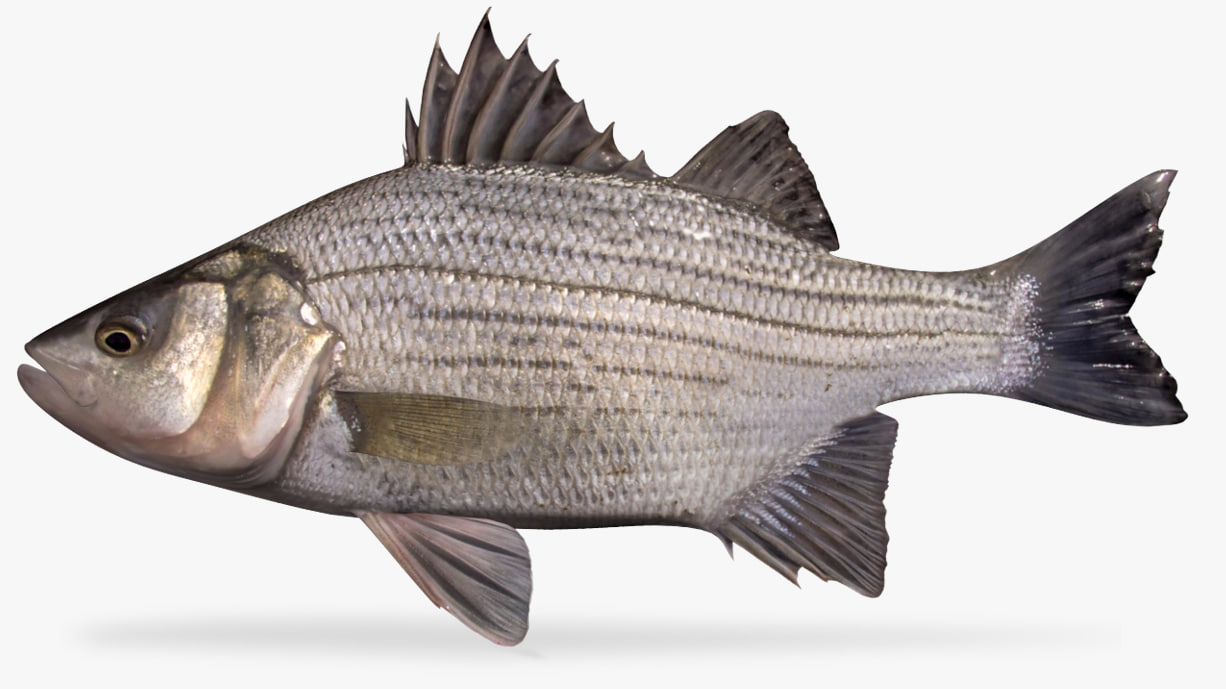white bass 3D Model