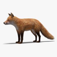 Fox (Fur) 3D Model