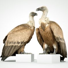 Gier Vulture Bird 3D Model