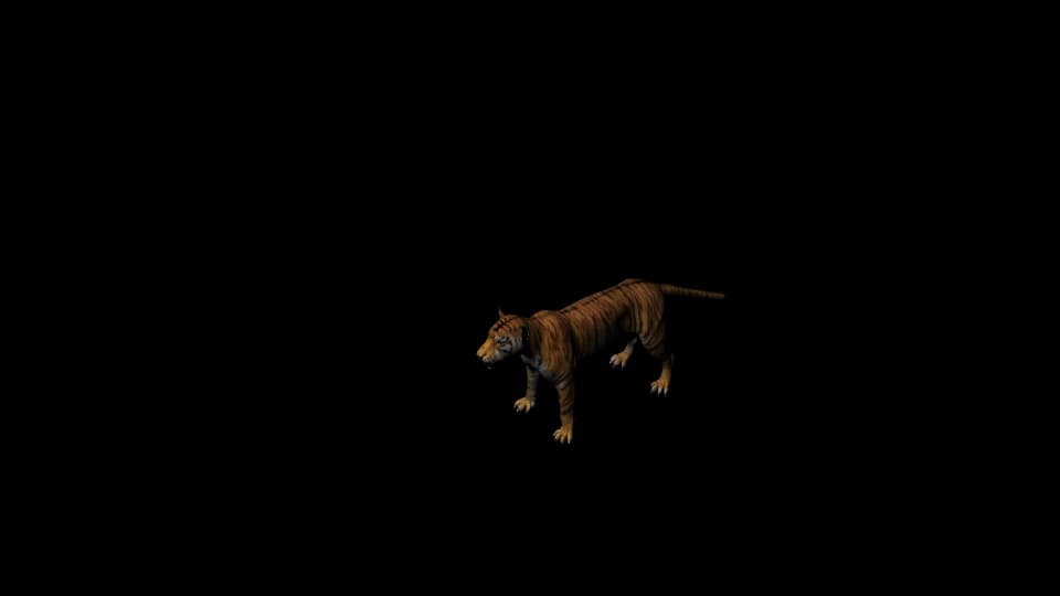 3D Tiger 3D Model