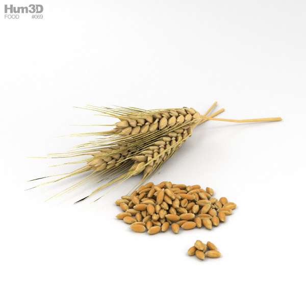 Wheat 3D Model