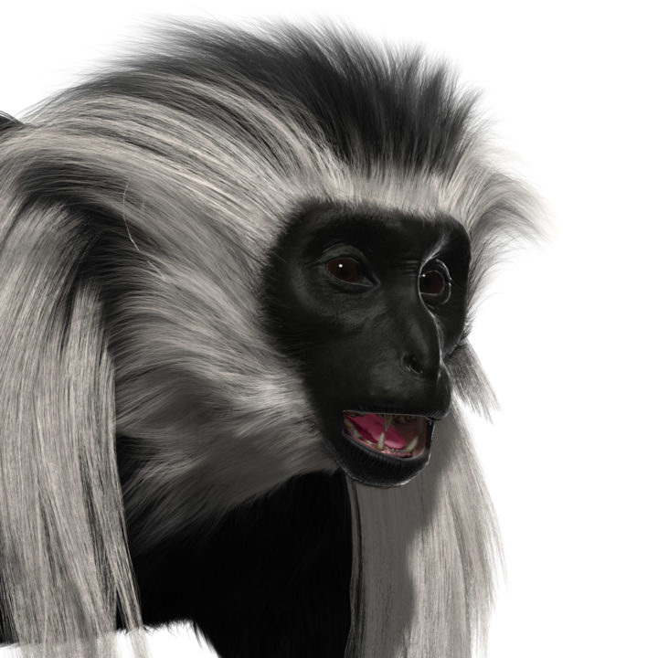 3D Colobus model 3D Model