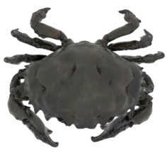 Crab PBR 3D Model