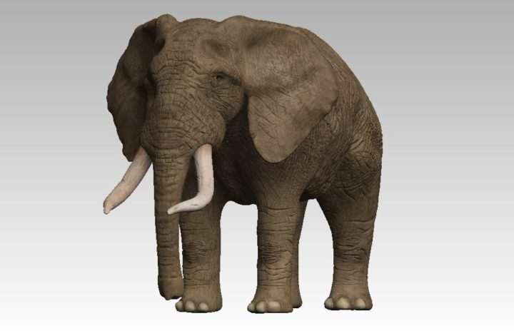 3D Brown rigged elephant model 3D Model