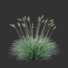 Festuca glauca grass 3D Model