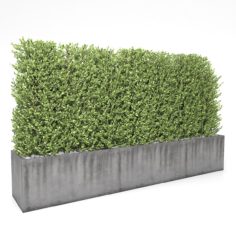 Boxwood – fence 01 3D Model