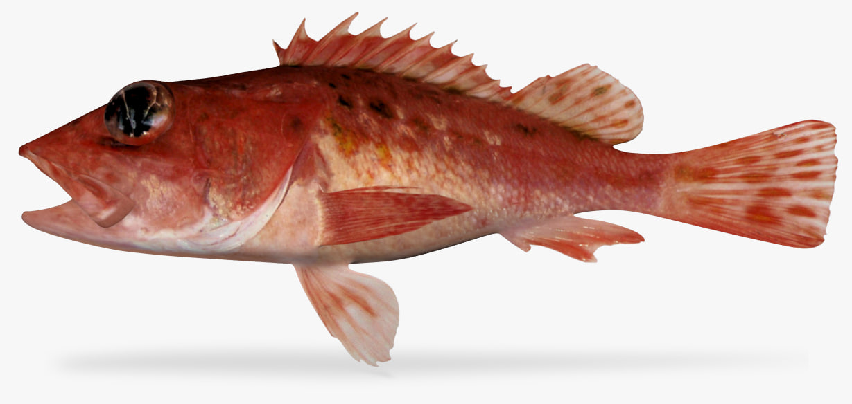 Speckled Scorpionfish 3D 3D Model
