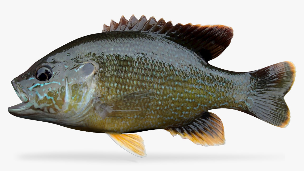 Green sunfish 3D model 3D Model