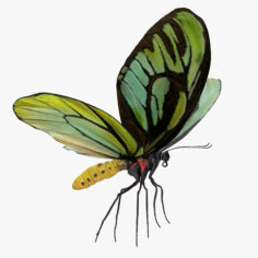 Queen Alexandras Birdwing Butterfly Rigged 3D Model