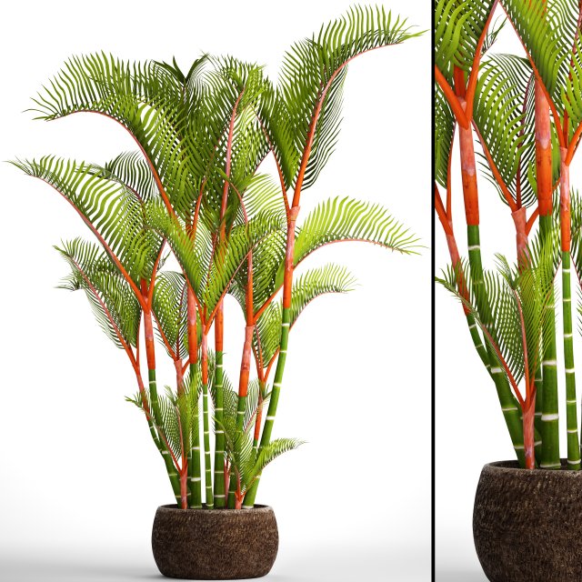 Cyrtostachys renda palm 3D Model