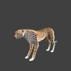 low poly cheetah with rig						 Free 3D Model