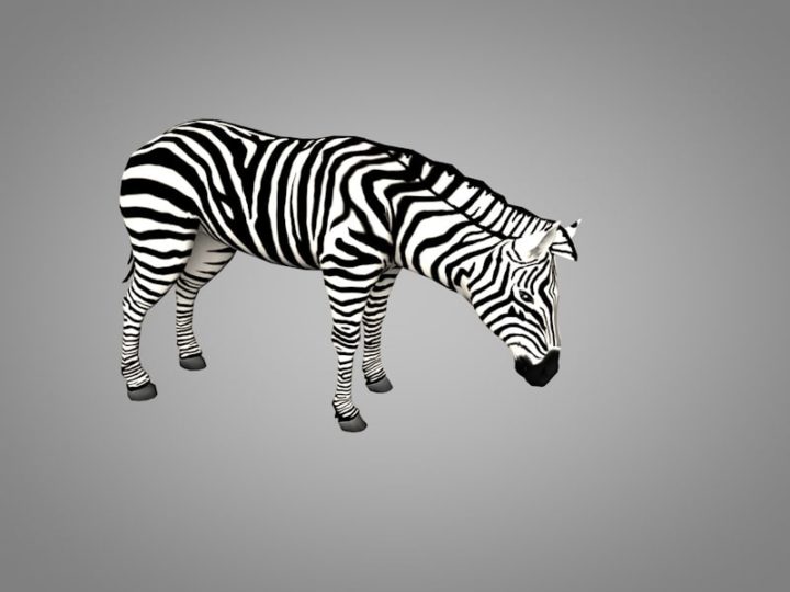 Zebra 3D Model