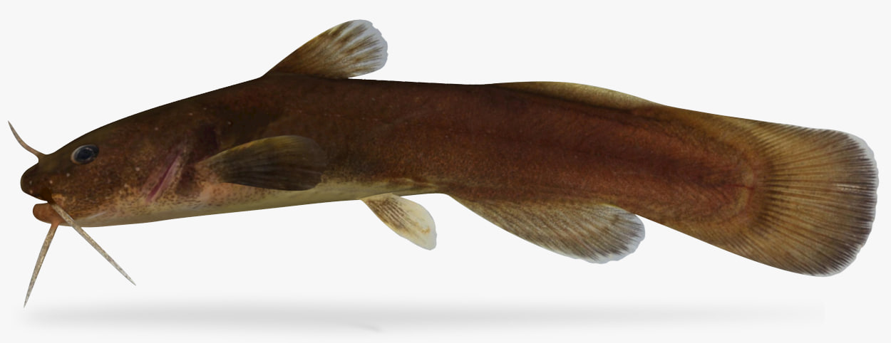 Noturus nocturnus Freckled Madtom 3D 3D Model