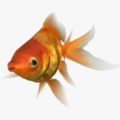 3D Ryukin Goldfish Animated (Default Scanline) model 3D Model