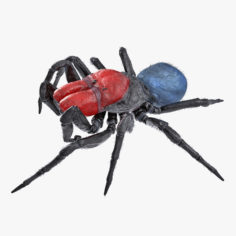 Missulena Spider with Fur 3D Model