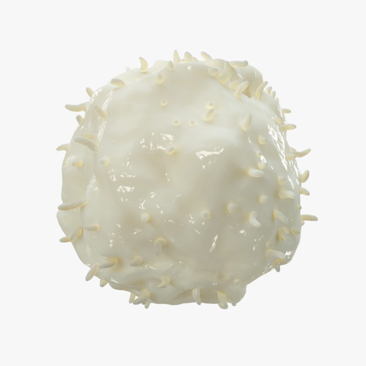 Cytotoxic T Cell 3D Model