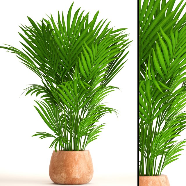 Howea Forsteriana 3D Model