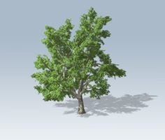 Tree – Maple 3D model 3D Model
