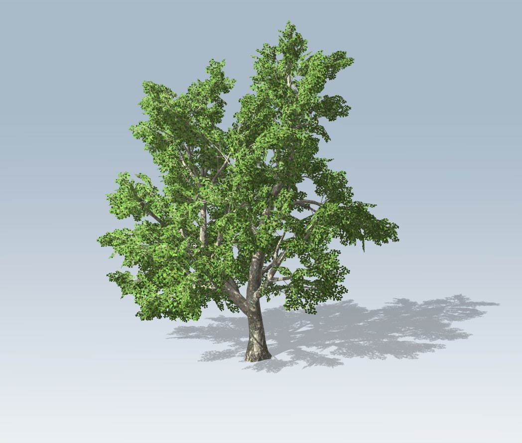 Tree – Maple 3D model 3D Model