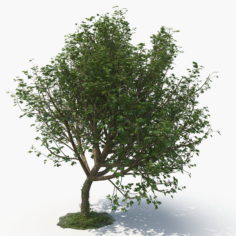 3D Tree model 3D Model
