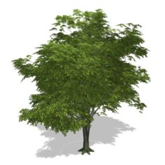 – Tree – 00003 3D Model