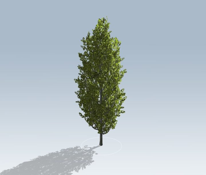 Cypress Oak 3D Model