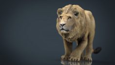 Realistic Lion 3D Model