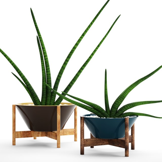 Sansevieria cylindrica set 3D Model