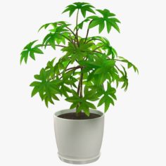 Plant in White Pot 3D Model