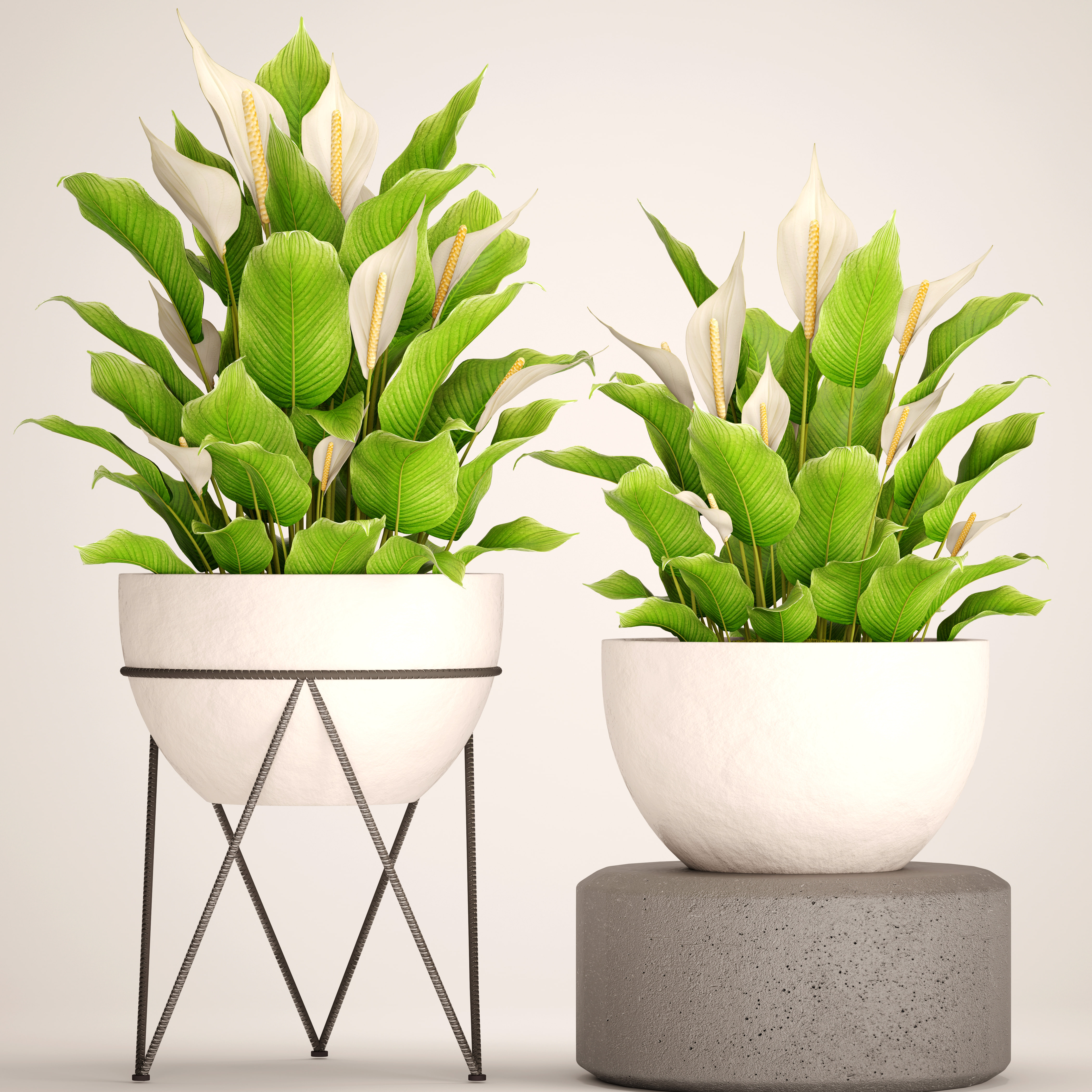 Spathiphyllum plant 3D Model