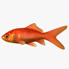 Goldfish (Default Scanline) 3D Model